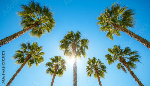 Sunlight streams through tall palm trees on a bright summer day