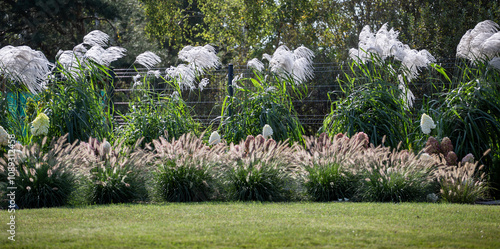 Wallpaper Mural Autumn flowerbed with flowering ornamental grasses, miscanthus in the garden, banner Torontodigital.ca