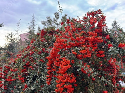 Close-up of a fruiting shrub called Pyracantha coccinea. Firethorn berries, rosaceae evergreen shrub. Dog apple, China, the scarlet, European species or red firethorn. Small, bright red berries.
 photo