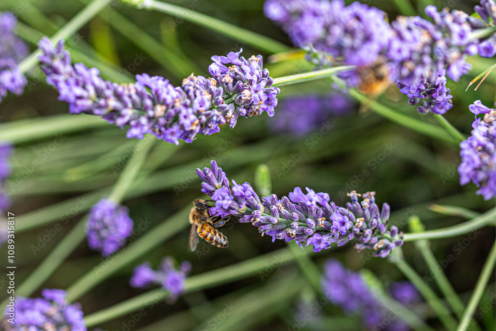 Obraz premium close up of lavender flowers