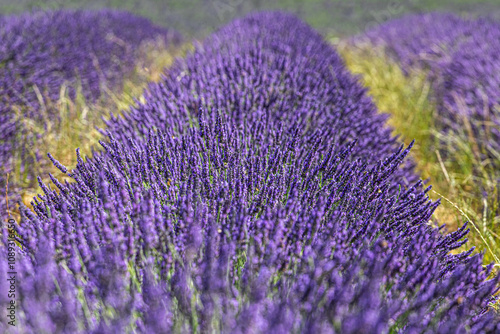close up of lavender flowers
