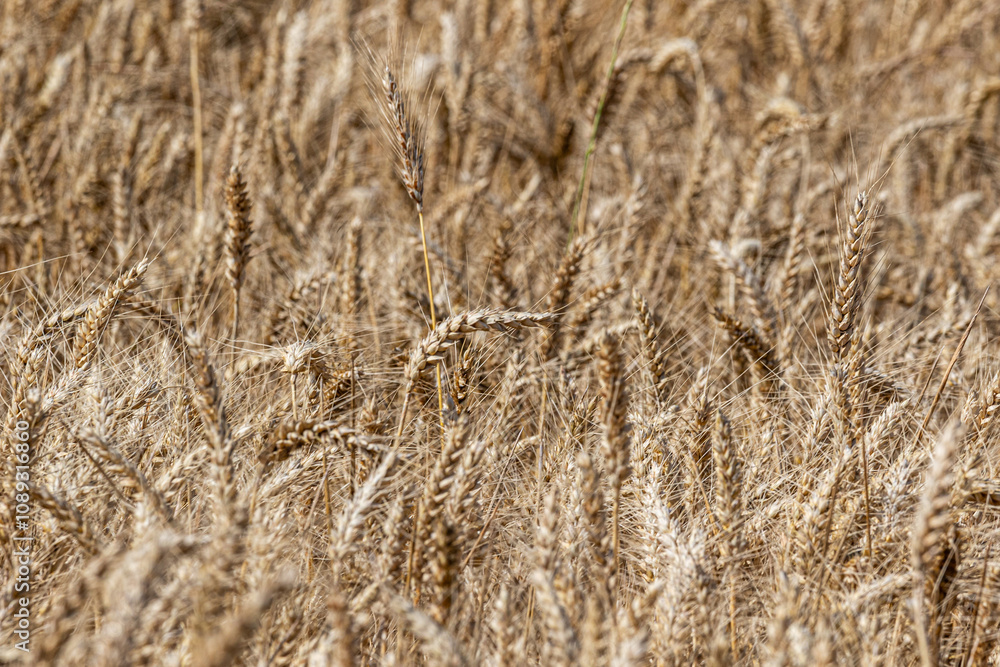 Fototapeta premium field of wheat