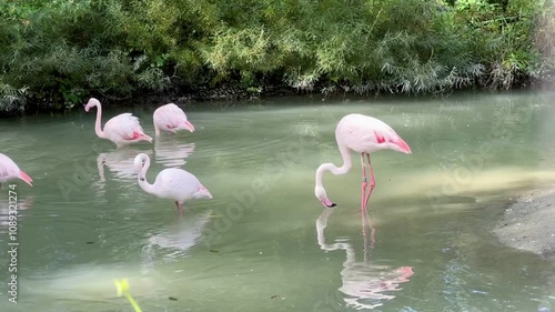 group of flamingos in the zoo