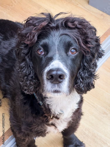 Cocker Spaniel looking at the camera