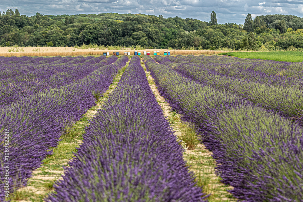 Fototapeta premium lavender field in region
