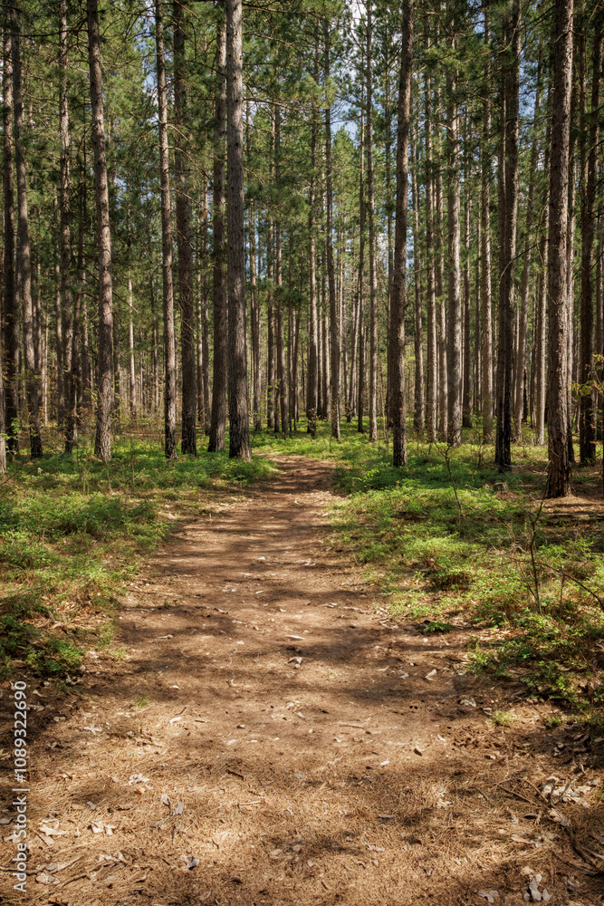 Fototapeta premium Wolf Creek Trails #2