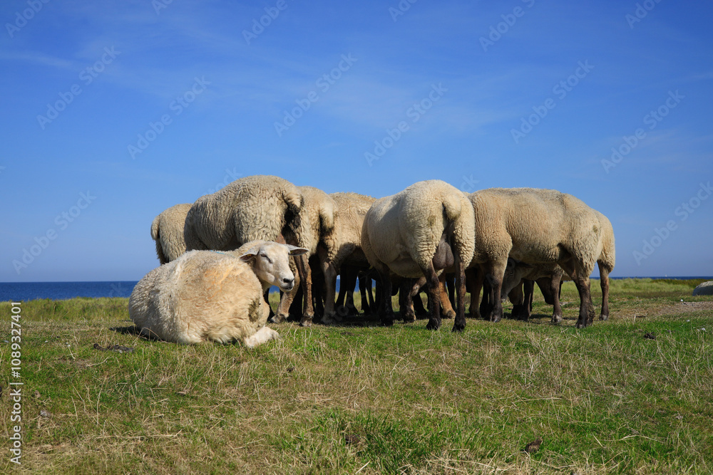 Sheep on the dike in Westermarkelsdorf, Fehmarn Island, Baltic Sea, Germany Sheep on the dike in Westermarkelsdorf, Fehmarn Island, Baltic Sea, Germany