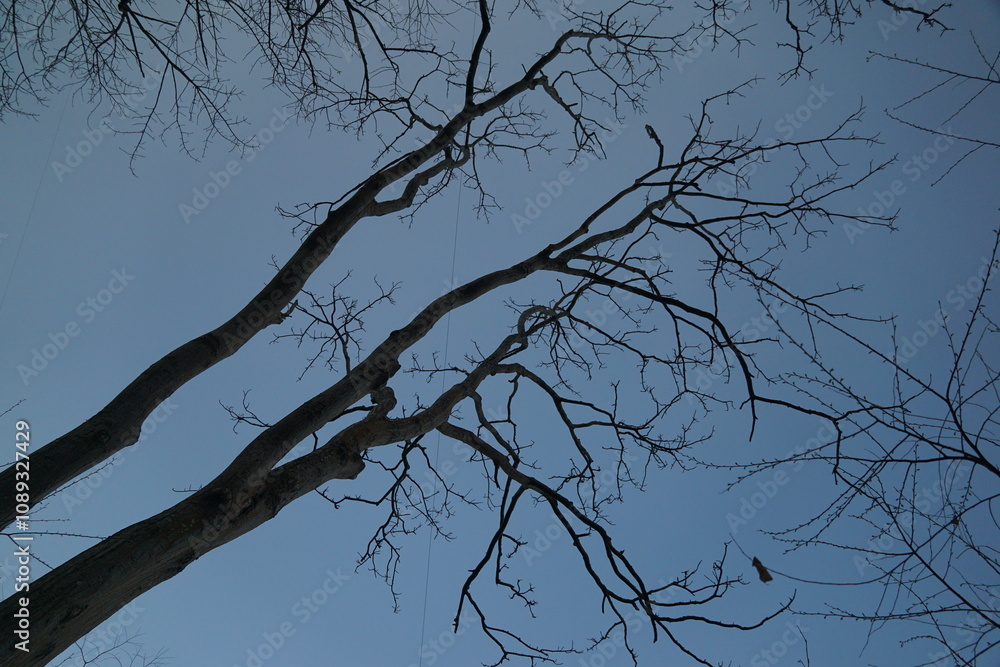 Obraz premium Winter branches against a cold sky nature landscape photography outdoors low angle seasonal change