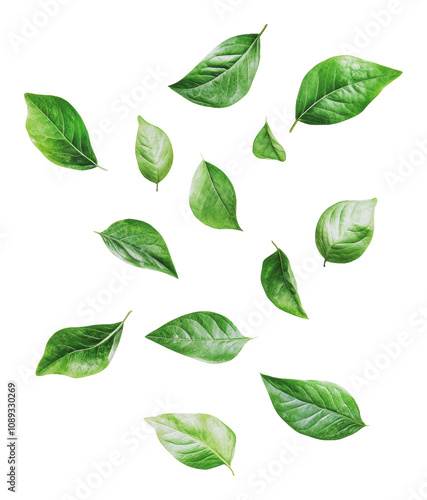PNG Fresh green leaves arranged on a white background