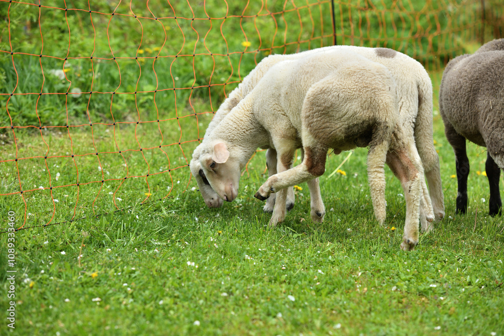Home-bred sheep in a garden fenced with an electric grid Home-bred sheep in a garden fenced with an electric grid