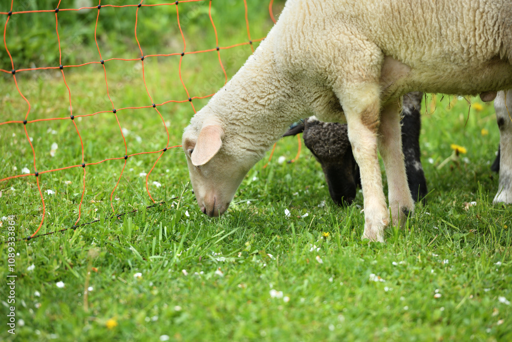 Home-bred sheep in a garden fenced with an electric grid Home-bred sheep in a garden fenced with an electric grid