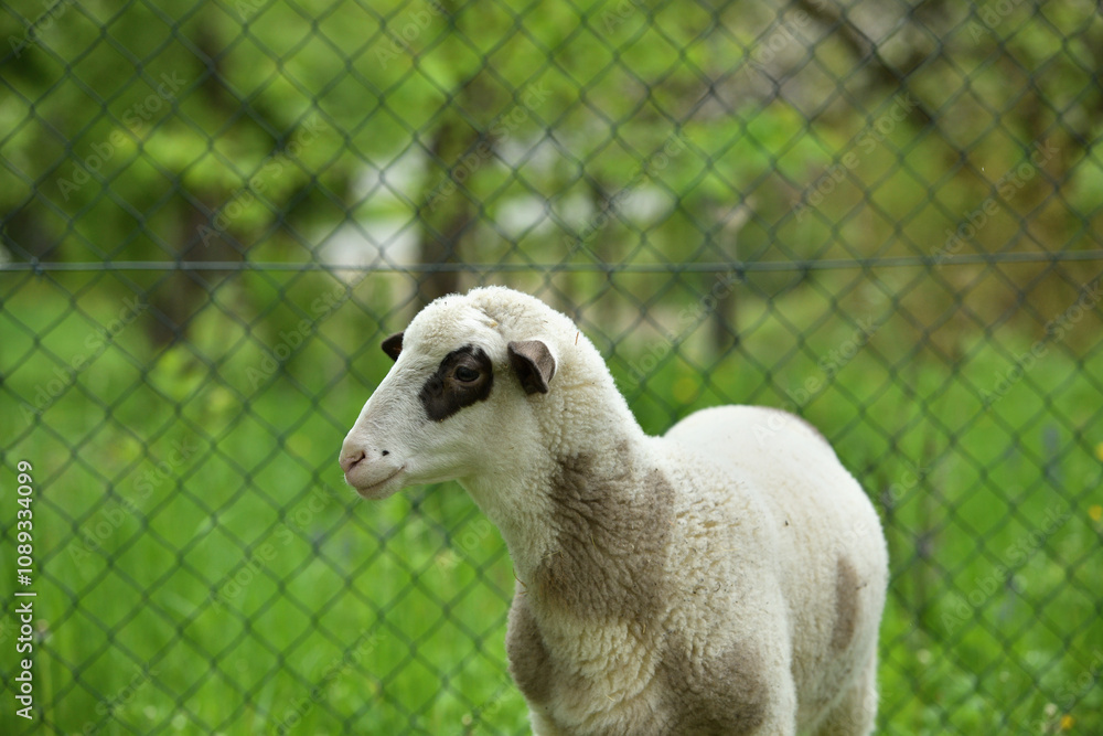 Home close-up of a sheep's head on the farm on the meadow
