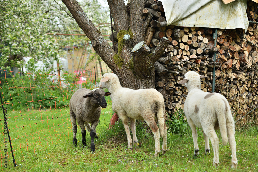 domestic sheep walks on a meadow and eats grass