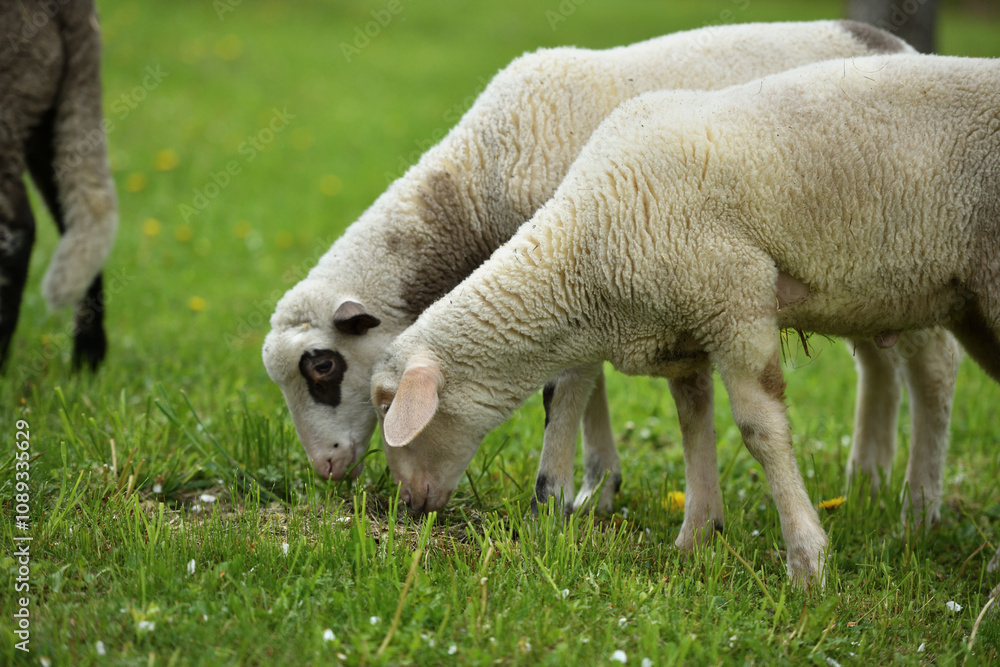 domestic sheep walks on a meadow and eats grass