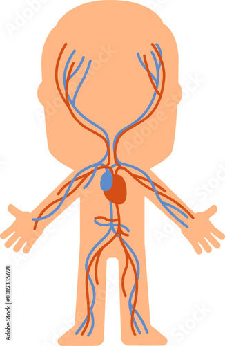 Simplified diagram of the human circulatory system highlighting veins and arteries, providing a clear visual representation for educational purposes