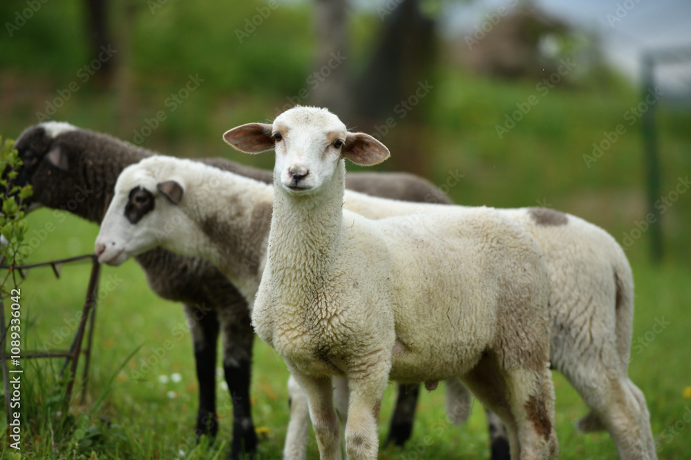 domestic sheep walks on a meadow and eats grass domestic sheep walks on a meadow and eats grass