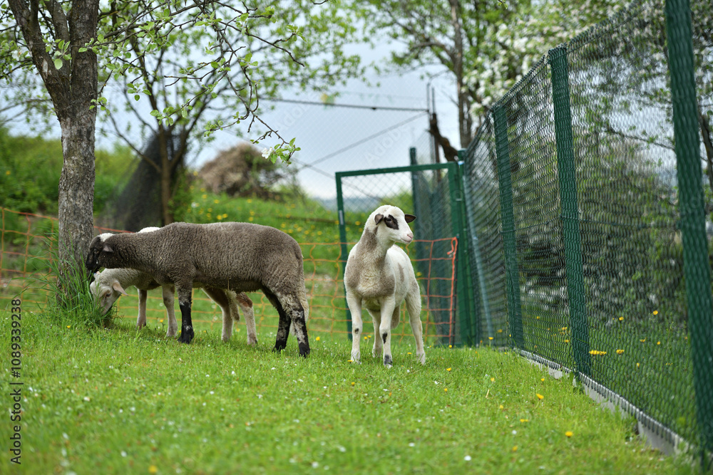 Domestic sheep grazing on pasture protected by an electric grid with a fence