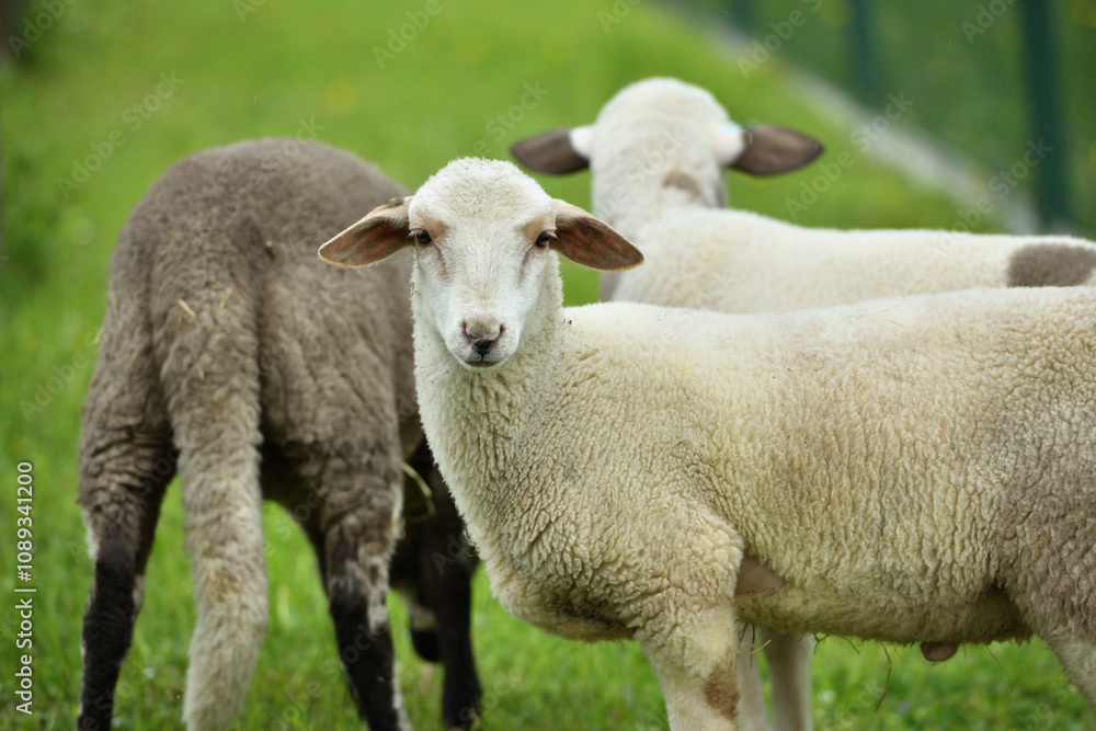 Domestic sheep grazing on pasture protected by an electric grid with a fence Domestic sheep grazing on pasture protected by an electric grid with a fence