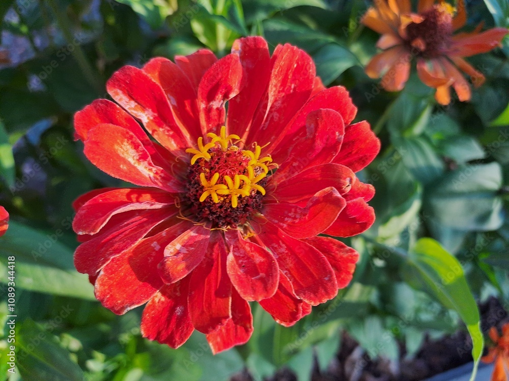 red dahlia flower in garden red dahlia flower in garden