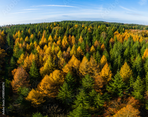 Aerial shot of coniferous forest in autumn colours under a blue sky and sunlight