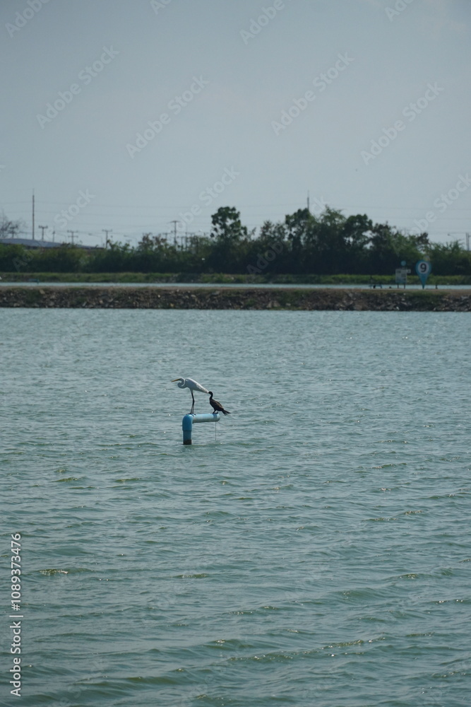 Naklejka premium Birds perched on a marker tranquil body of water nature photography calm environment wildlife viewpoint harmony in nature