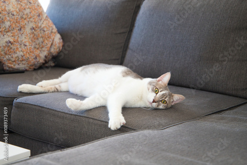 Wallpaper Mural White and grey domestic cat lying on sofa. International cat day on February 20th, August 8th and October 29th. Torontodigital.ca