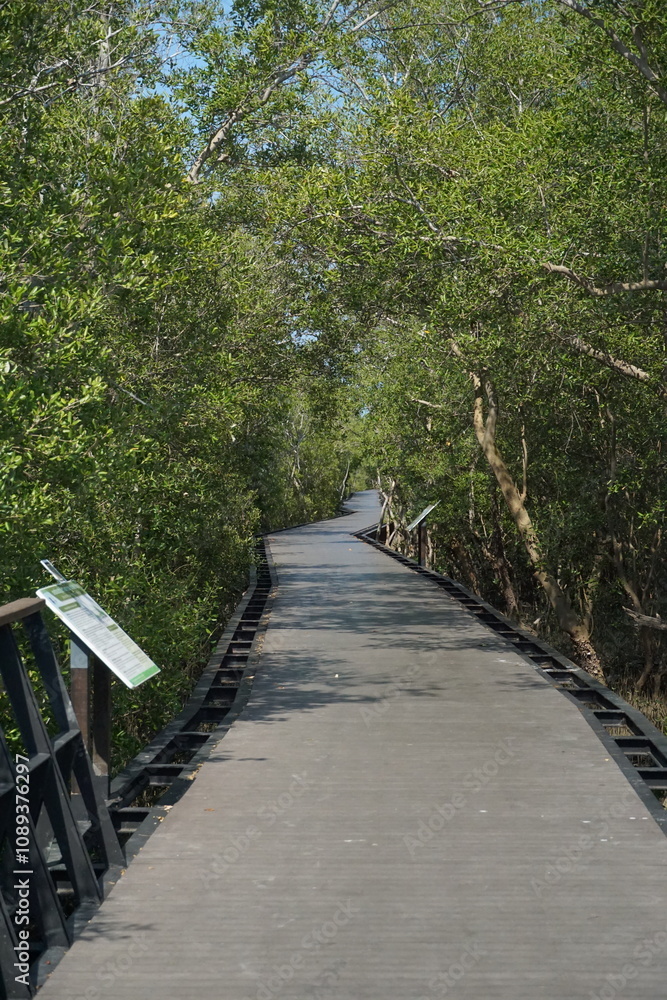 Exploring tranquil trails mangrove forest nature walk serene environment ground level eco-tourism journey Exploring tranquil trails mangrove forest nature walk serene environment ground level eco-tourism journey