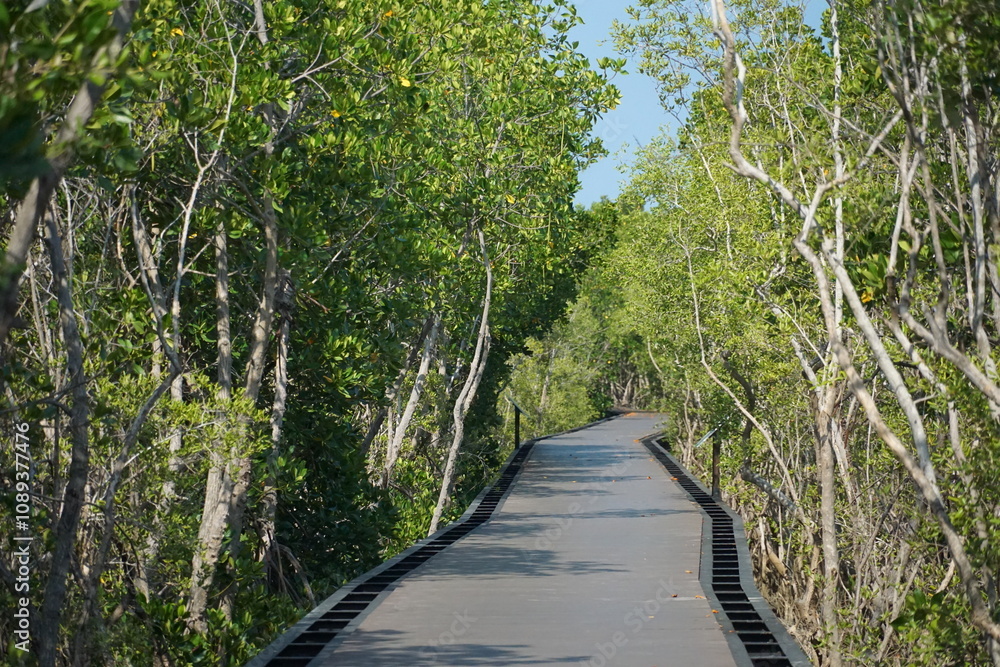 Exploring nature trails scenic walkway through lush mangroves coastal area photography serene environment aerial view eco-tourism Exploring nature trails scenic walkway through lush mangroves coastal area photography serene environment aerial view eco-tourism