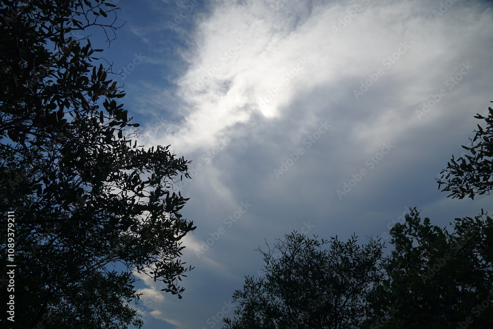 Cloudy sky above lush greenery nature photography outdoor scene tranquil environment wide angle view atmospheric beauty Cloudy sky above lush greenery nature photography outdoor scene tranquil environment wide angle view atmospheric beauty