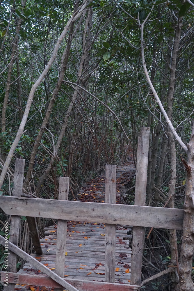 Exploring a serene nature path mangrove forest photography tranquil environment ground level adventure and discovery Exploring a serene nature path mangrove forest photography tranquil environment ground level adventure and discovery