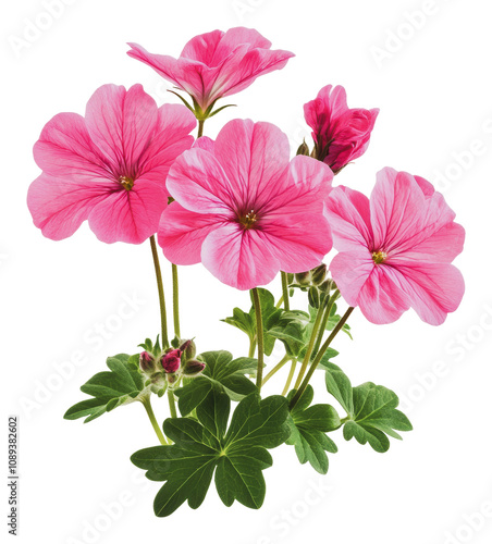 PNG Pink geraniums in full bloom with green leaves