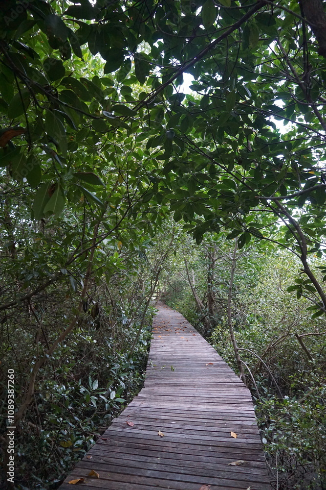 Exploring a serene wooden walkway through lush green mangroves eco-tourism adventure nature trail peaceful atmosphere inviting pathway Exploring a serene wooden walkway through lush green mangroves eco-tourism adventure nature trail peaceful atmosphere inviting pathway