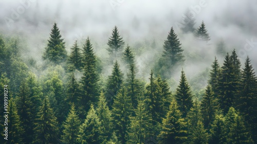 A dense forest of tall pine trees shrouded in fog on a misty morning.