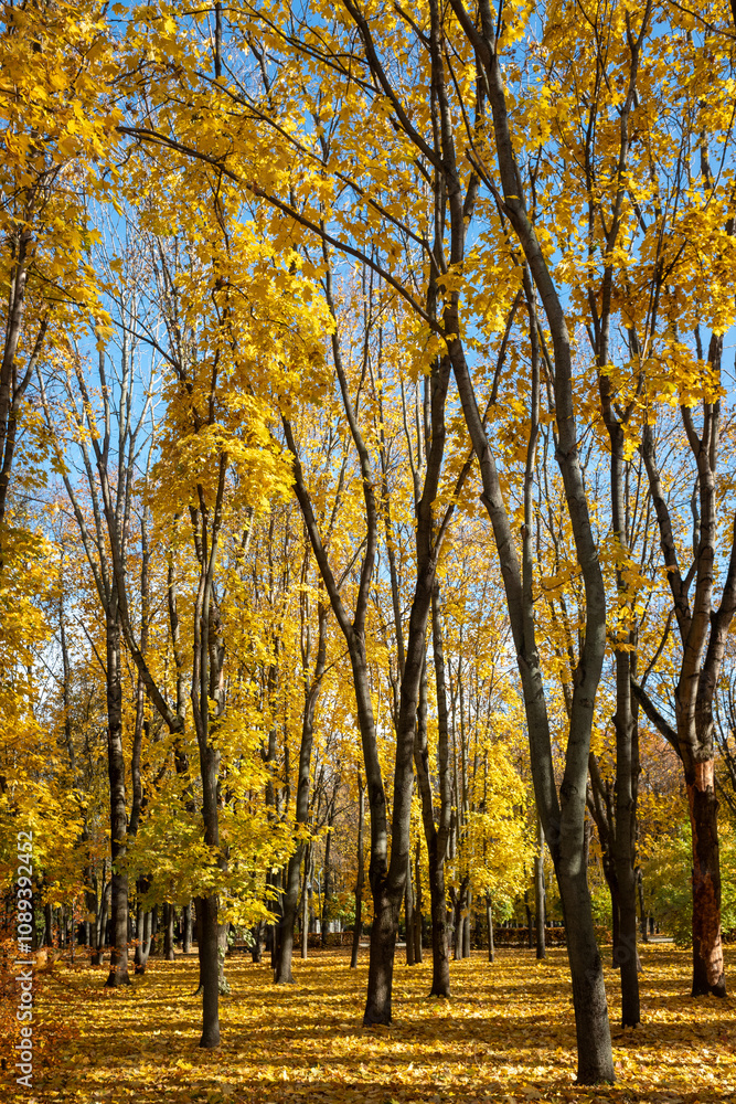 A forest with trees that are full of yellow leaves A forest with trees that are full of yellow leaves