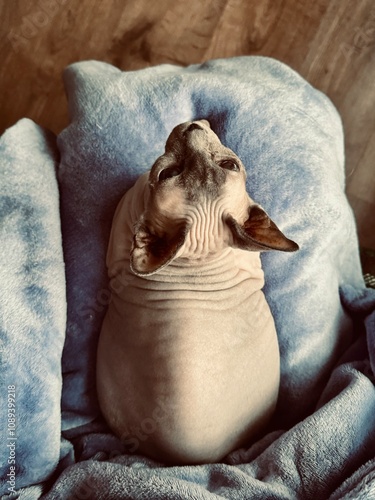 sphinx cat resting on a blanket