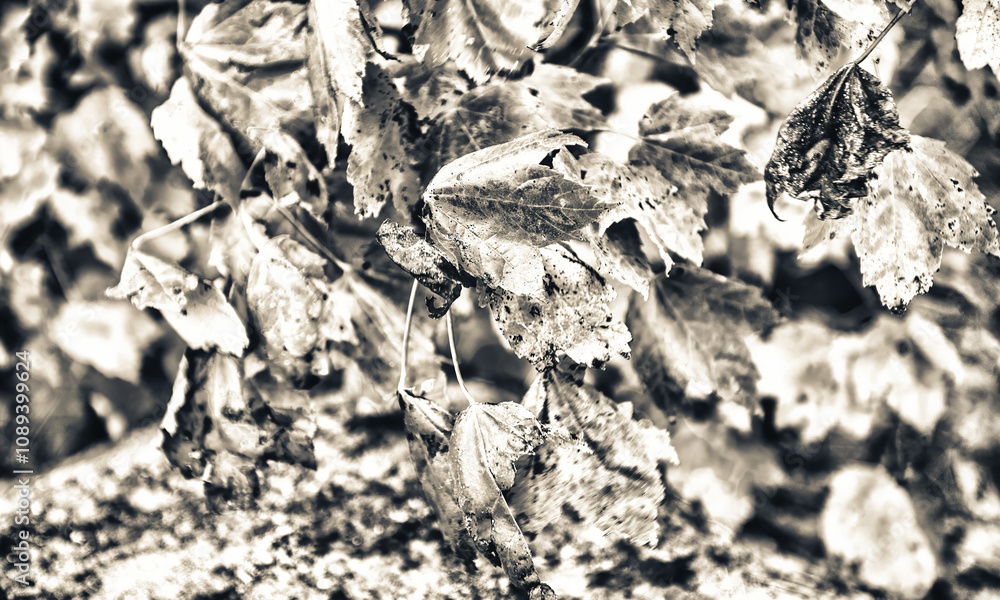 Foliage leaves colors in autumn season, red and yellow shades. Foliage leaves colors in autumn season, red and yellow shades.