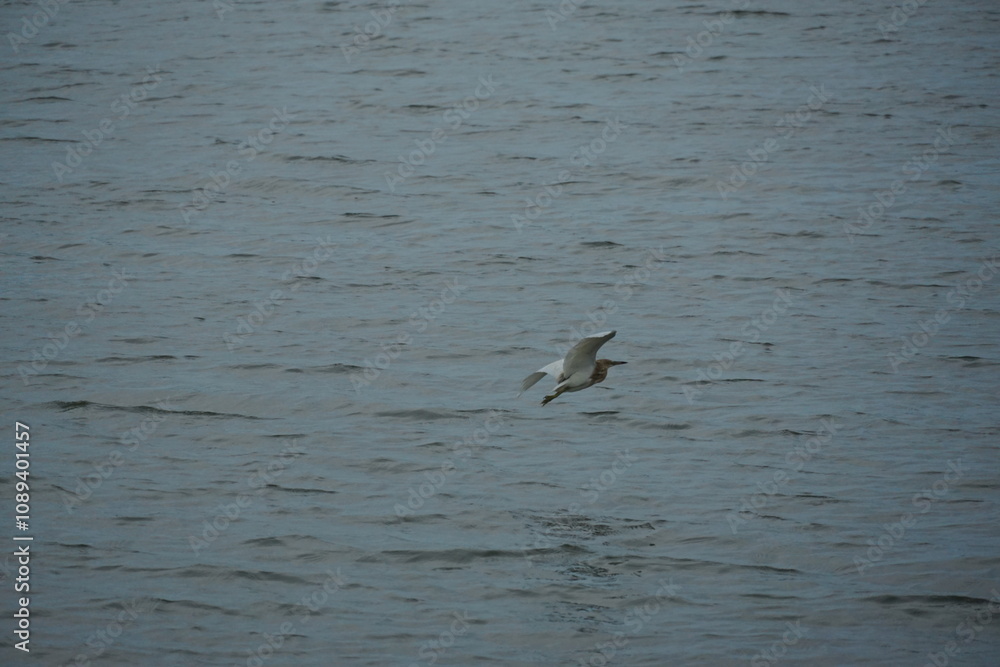 Egrets in flight over tranquil waters coastal wetlands wildlife photography natural environment aerial view serenity and freedom Egrets in flight over tranquil waters coastal wetlands wildlife photography natural environment aerial view serenity and freedom
