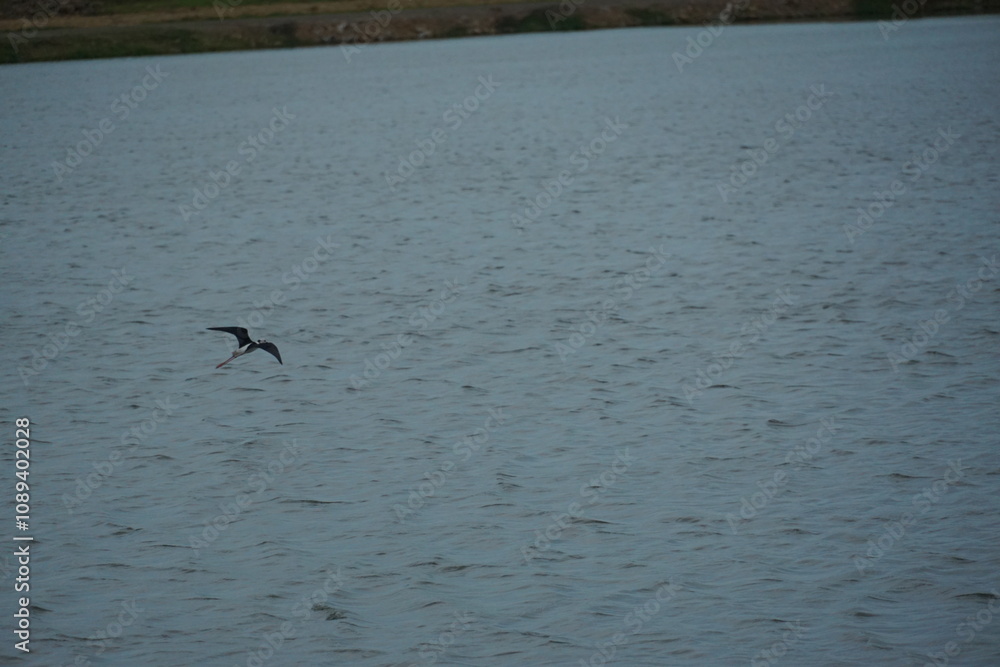 Bird in flight skimming water surface serene lake nature photography tranquil landscape aerial view wildlife observation Bird in flight skimming water surface serene lake nature photography tranquil landscape aerial view wildlife observation