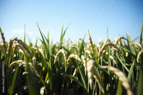 Rice ears in the field against the bright sun and blue sky