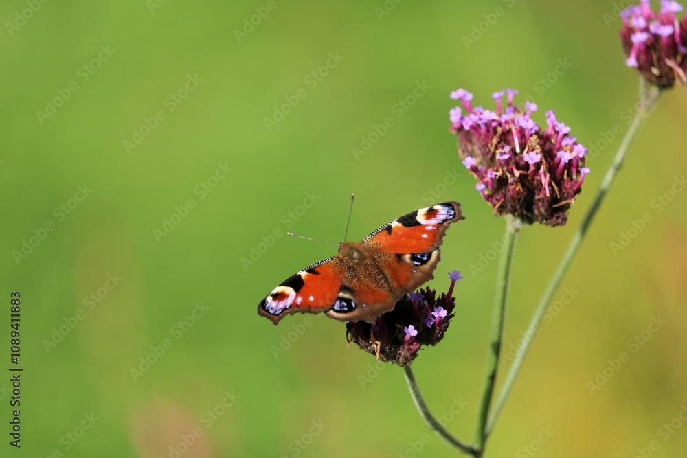 Fototapeta premium Paon du jour
