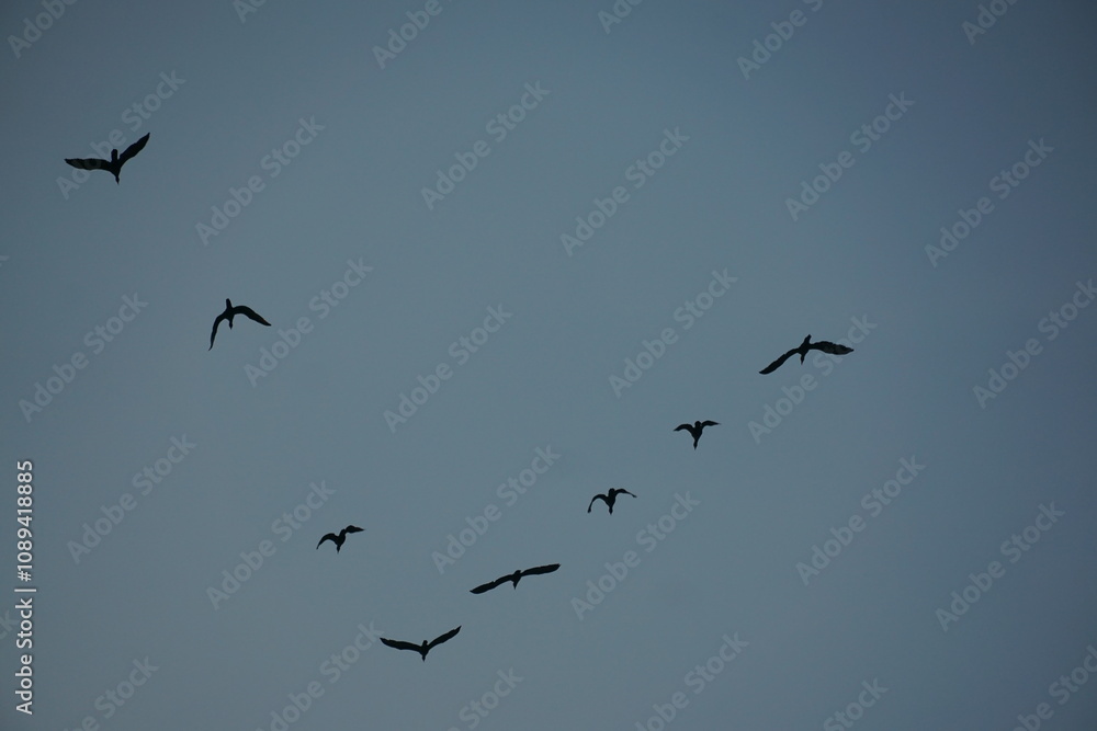 Flock of birds flying in formation open sky nature photography serene environment aerial view wildlife behavior Flock of birds flying in formation open sky nature photography serene environment aerial view wildlife behavior