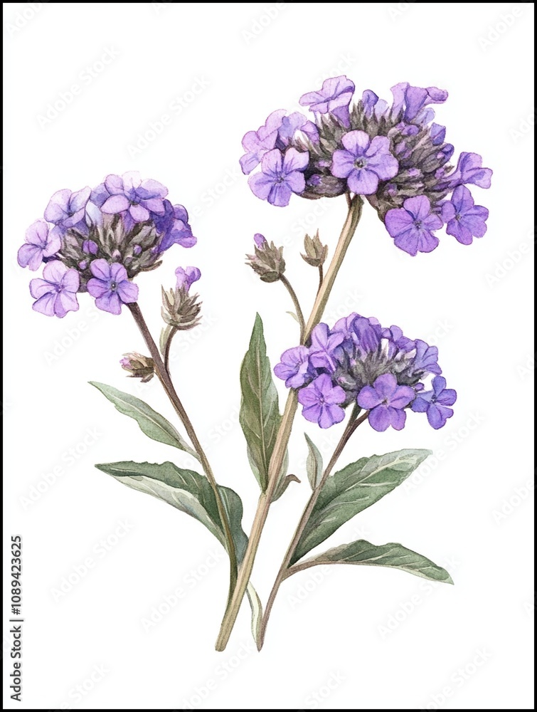 Obraz premium Verbena Painting