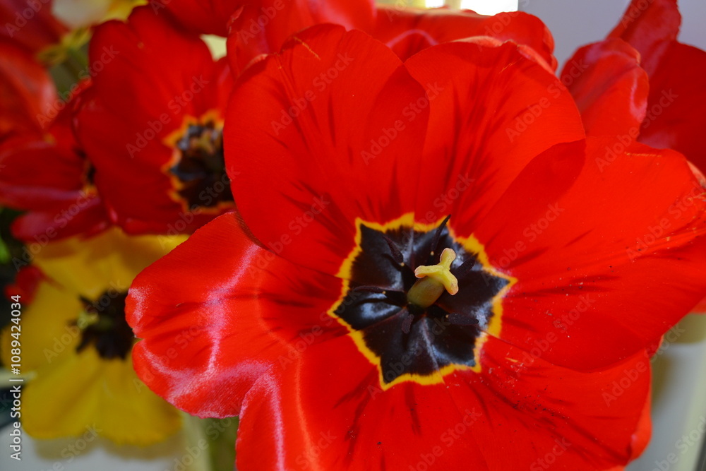Red tulip close up. Beautiful red and yellow flowers. Spring garden. Red tulip close up. Beautiful red and yellow flowers. Spring garden.