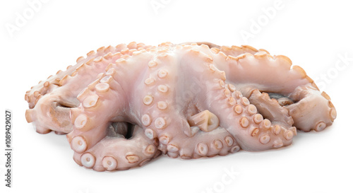 One fresh raw octopus isolated on white photo