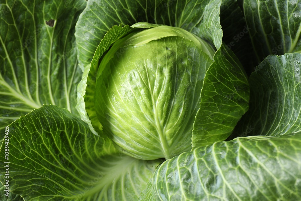 One ripe head of cabbage as background, closeup One ripe head of cabbage as background, closeup
