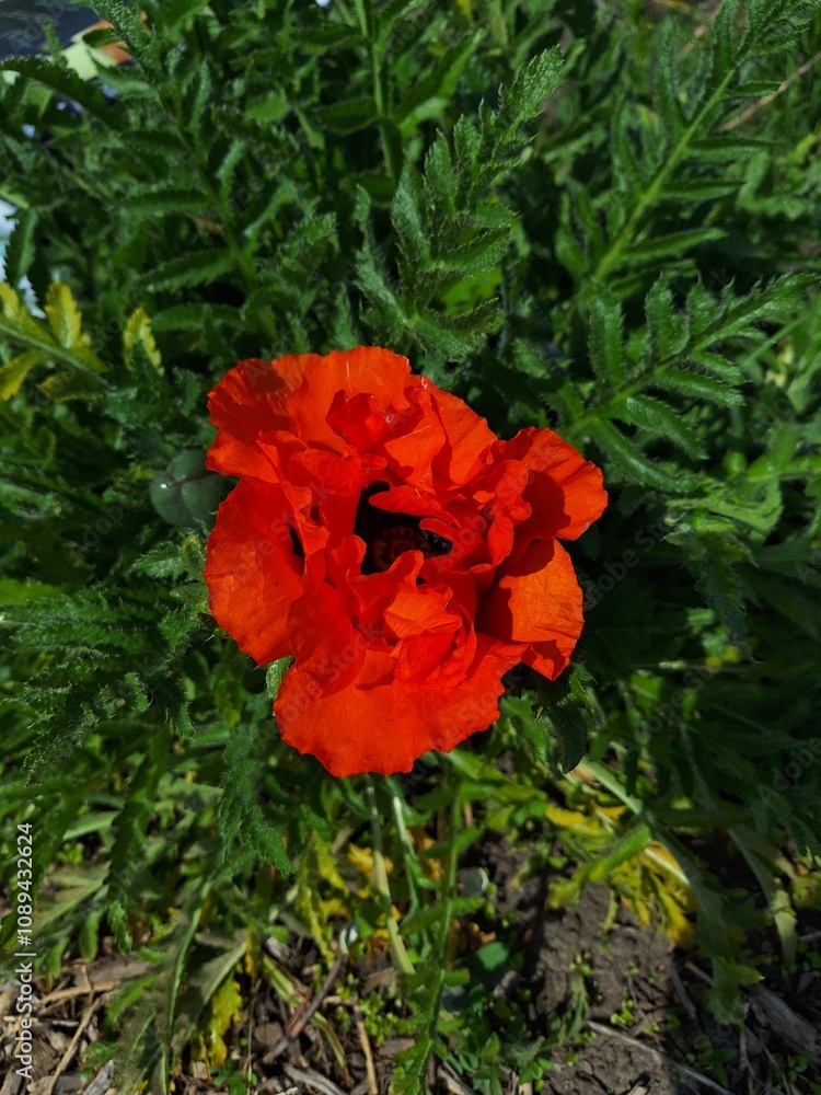 Red poppy slowing blooming on a summer day Red poppy slowing blooming on a summer day