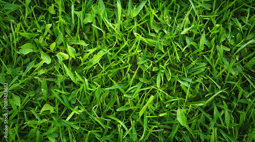 Beautiful green grass background