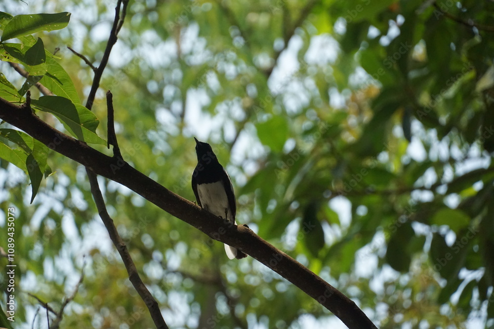 Bird observing in lush forest nature scene wildlife photography serene environment close-up view peaceful concept Bird observing in lush forest nature scene wildlife photography serene environment close-up view peaceful concept