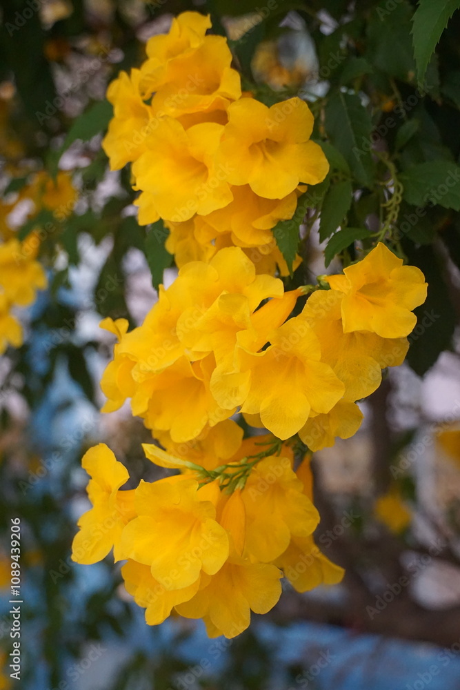 Vibrant yellow flowers blooming in a lush garden nature photography spring season close-up view botanical beauty Vibrant yellow flowers blooming in a lush garden nature photography spring season close-up view botanical beauty