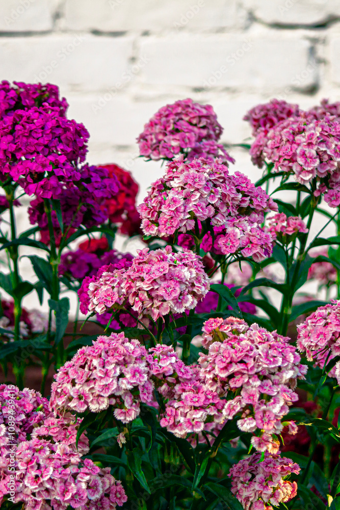 Flower - roses. Blooming chrysanthemum, peony, pituni. A flowerbed of wildflowers. Beautiful bud. Flowers for birthday. Postcard. green plants landscape, ecology, fresh wallpaper concept. Flower - roses. Blooming chrysanthemum, peony, pituni. A flowerbed of wildflowers. Beautiful bud. Flowers for birthday. Postcard. green plants landscape, ecology, fresh wallpaper concept.